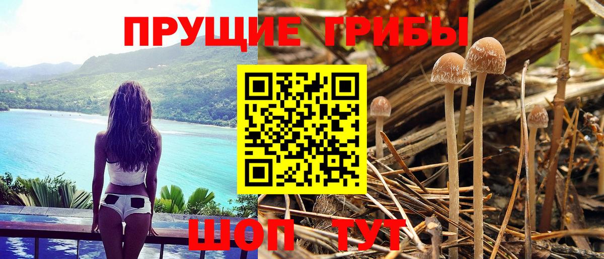 Псилоцибиновые грибы Psilocybine cubensis Дзержинский